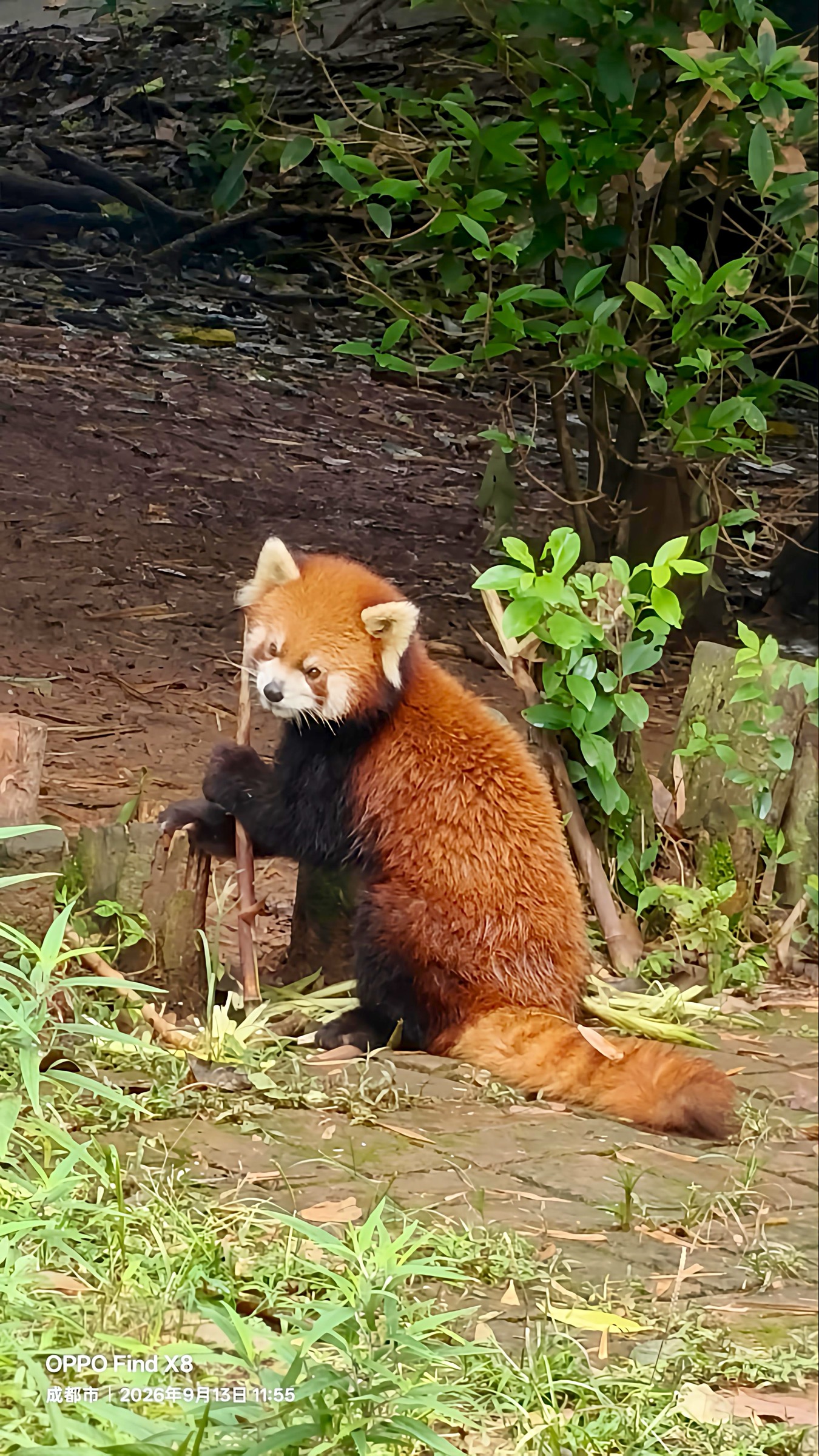 啃竹子